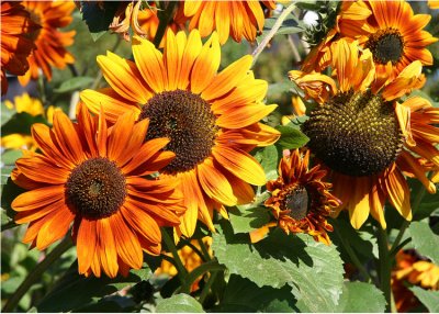 27 Sunflowers 08