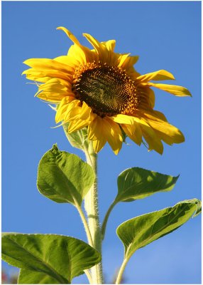 31 Leahs Sunflower