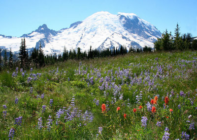 39 wildflowers from sunrise