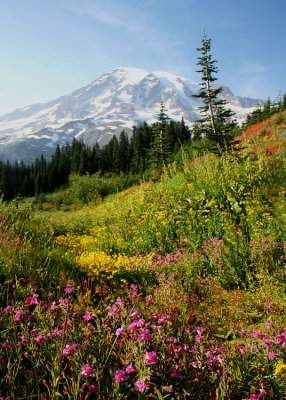 63 wildflower slopes