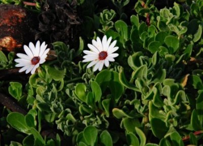 FLOWERS IN HERMANUS.jpg