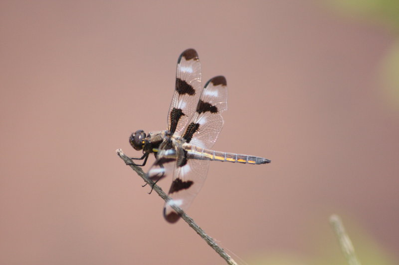 Twelve-spotted Skimmer