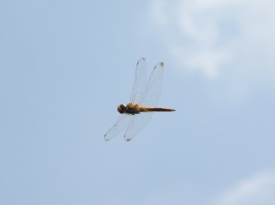 Wandering Glider