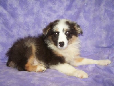 Puppy Max