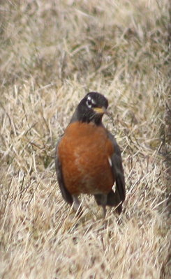american robin