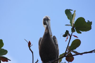 brown pelican