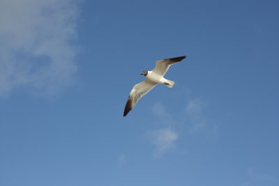 laughing gull