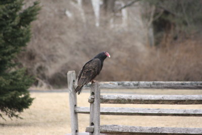 turkey vulture