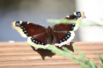 mourning cloak
