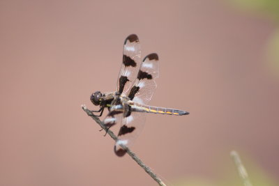 Twelve-spotted Skimmer