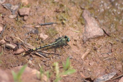 Unicorn Clubtail