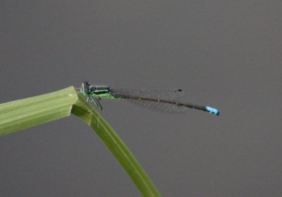 creepy-crawlies