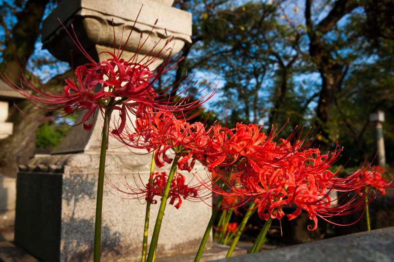 Spider Lilies at Aoyama Cemetary