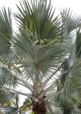 silver palm tree.JPG