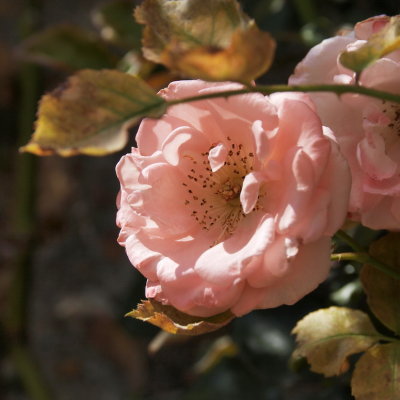 Pink Rose 1.jpg