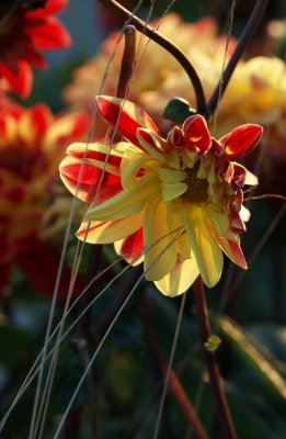 Flower 1 web.jpg