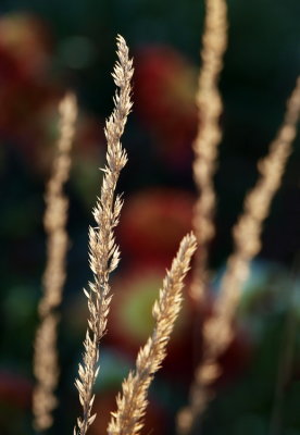 Grass seed heads 1.jpg
