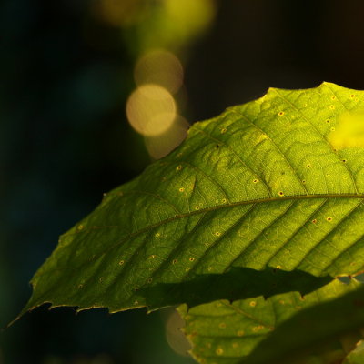 Leaf detail 1.jpg