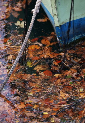 Bow leaves 1.jpg