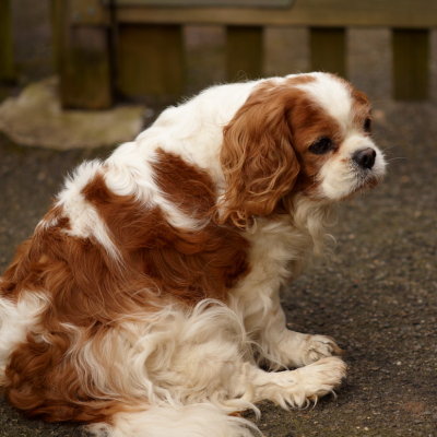 Daisy 1.jpg