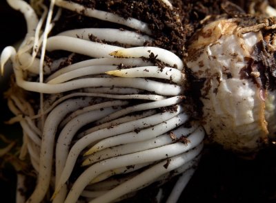 Bulb  roots_resize.jpg