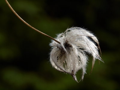 Clematis head_resize.jpg
