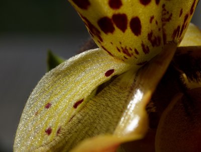 Orchid head leaf  head 1_resize.jpg