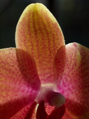 Pink orchid leaf 1_resize.jpg