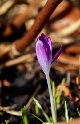 Single crocus flower bud 1_resize.jpg