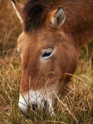 Przewalski horse028.jpg