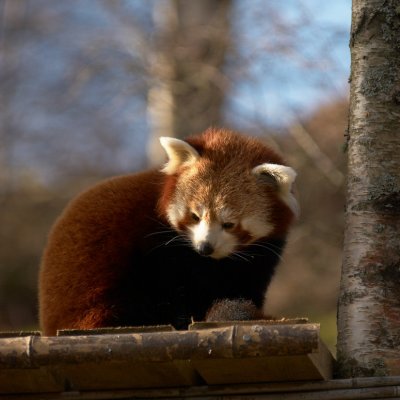 Red panda020.jpg