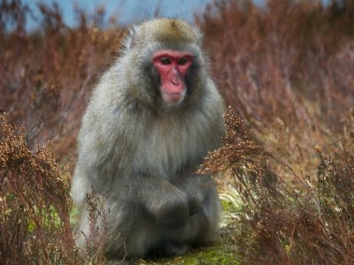 Snow monkey023.jpg