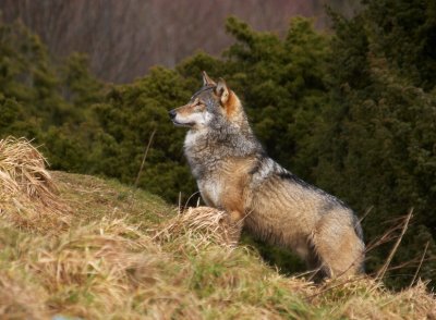 Wolf014.jpg