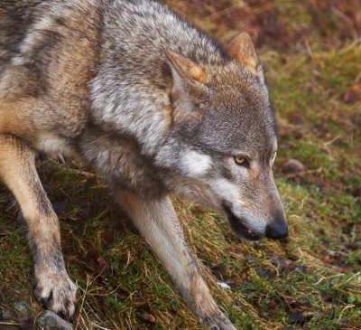 Wolf025.jpg