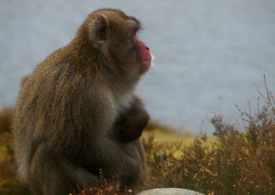 Snow monkey003a.jpg