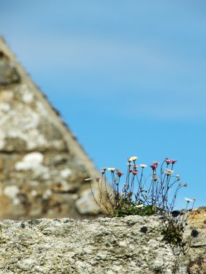 Daisies on wall.jpg