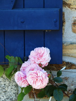 Pink rose blue shutter.jpg