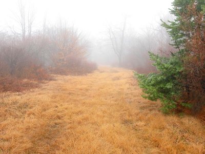 Foggy Woodland Trail