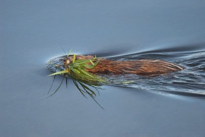 Muskrat swimming with Plants