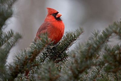 Northern Cardinal in Evergreen