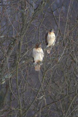 Matched Pair of Red-tailed Hawks