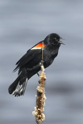 Red-winged Blackbird on Cattail