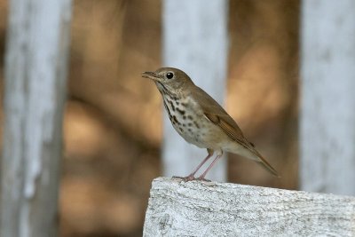 Hermit Thrush