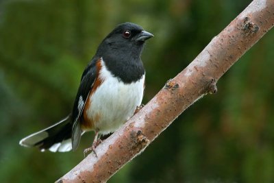 Eastern Towhee