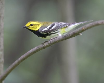 Black-throated Green Warbler