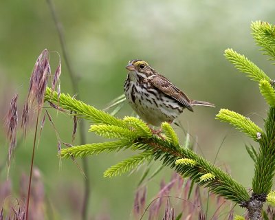 Savannah Sparrow