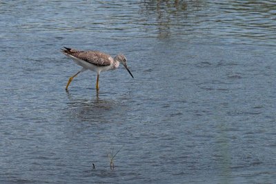 Greater Yellowlegs