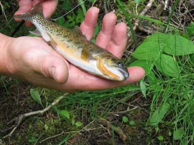 Cutthroat Trout
