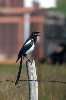 Magpie