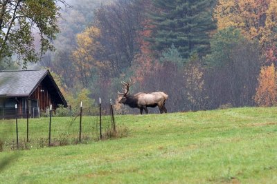 Pennsylvania Elk